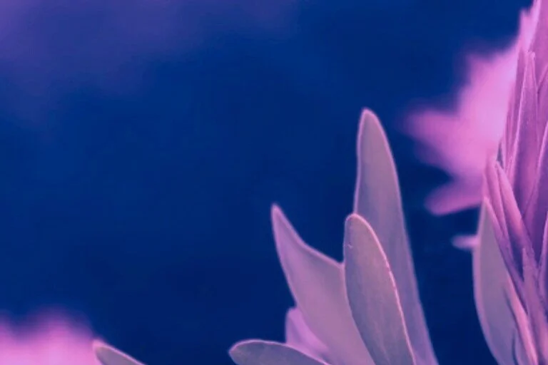 protea_light_lilac.jpg