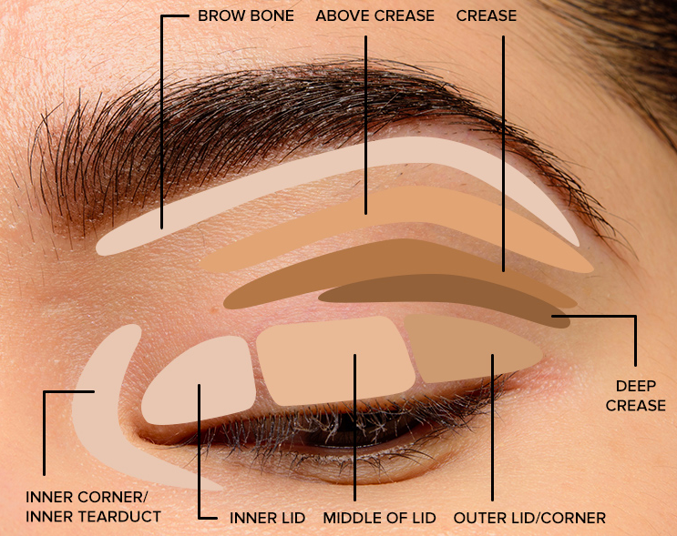 How To Apply Eyeshadow A Beginners