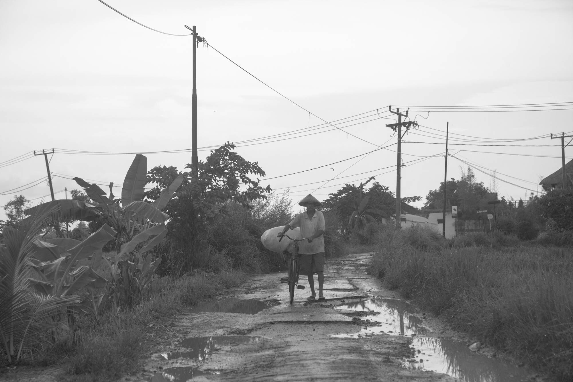  Seminyak, Bali  Farmer transports rice by bicycle.    part of Tirta Bali book   