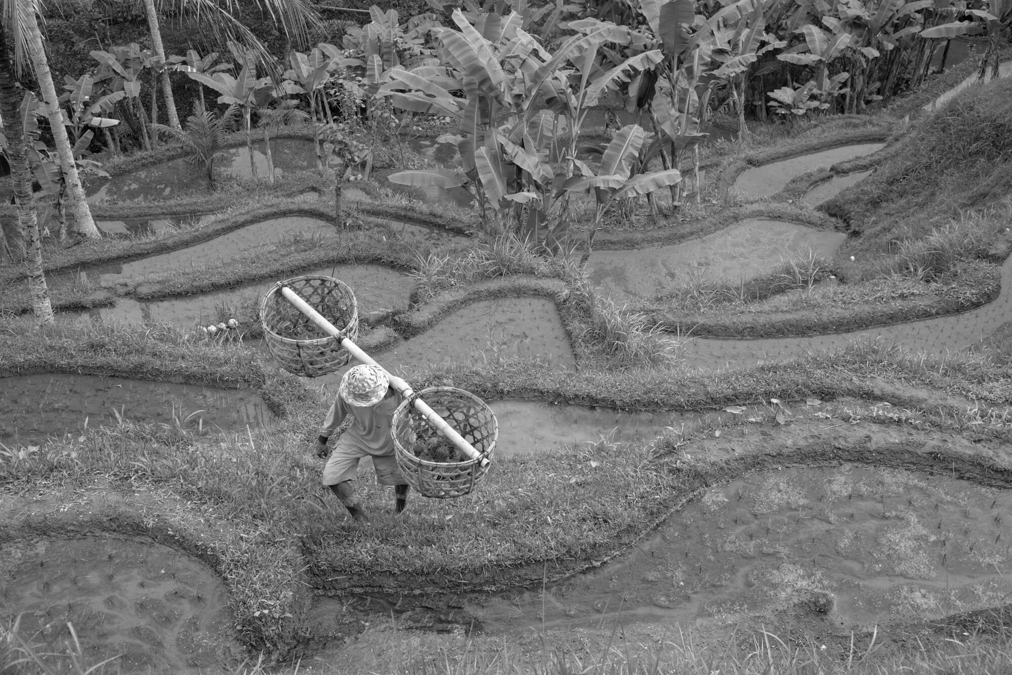  Ubud, Bali  Farmer climbs up rice terraces.    part of Tirta Bali book   