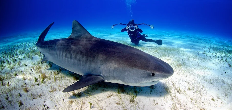 Diving Tiger Beach