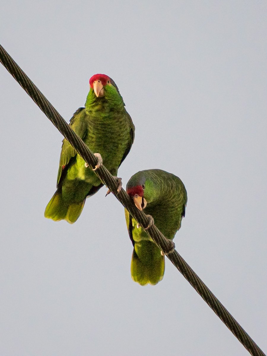 Pair of Parrots 1
