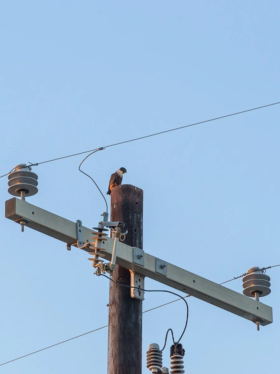 The bat falcon  in its unnatural habitat