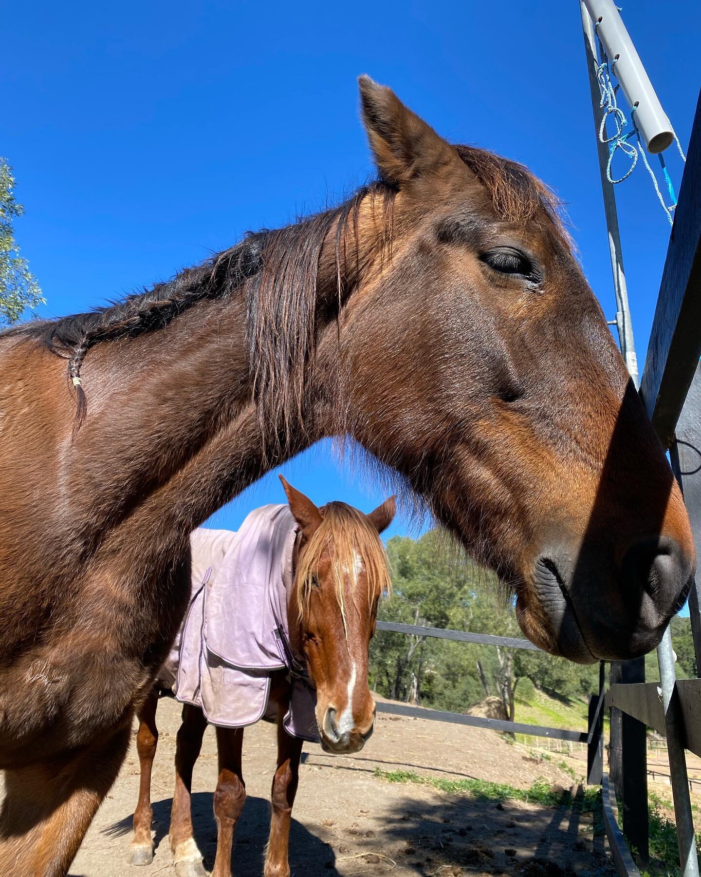 The beautiful presence of Monty &amp; Blondie.