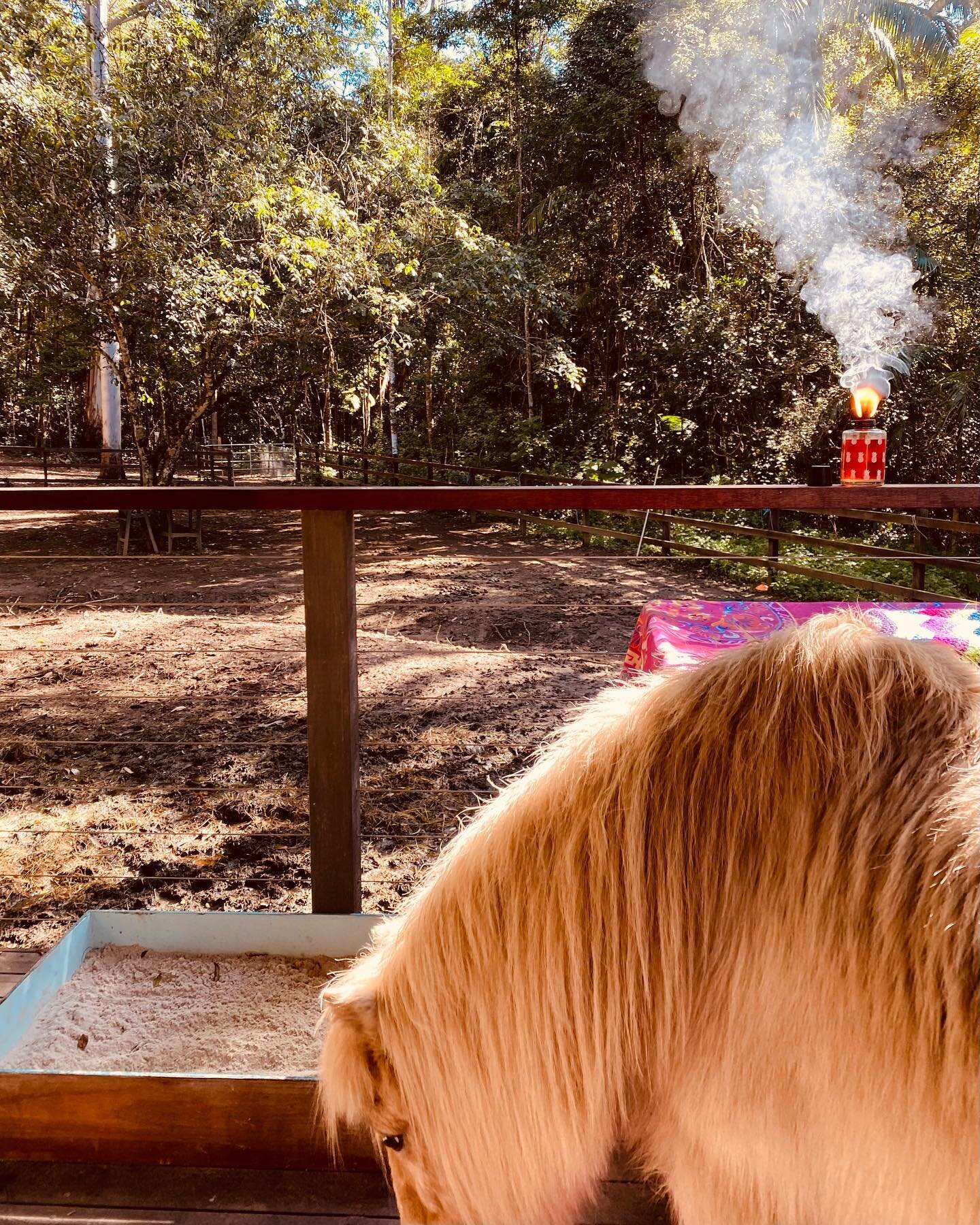 One of the greatest regrets in life is being what others would want you to be, rather than being yourself.
- Shannon L. Alder

The pod veranda was the place to be today&hellip; Casper and Pedro were uninvited but very welcome guests on the veranda in