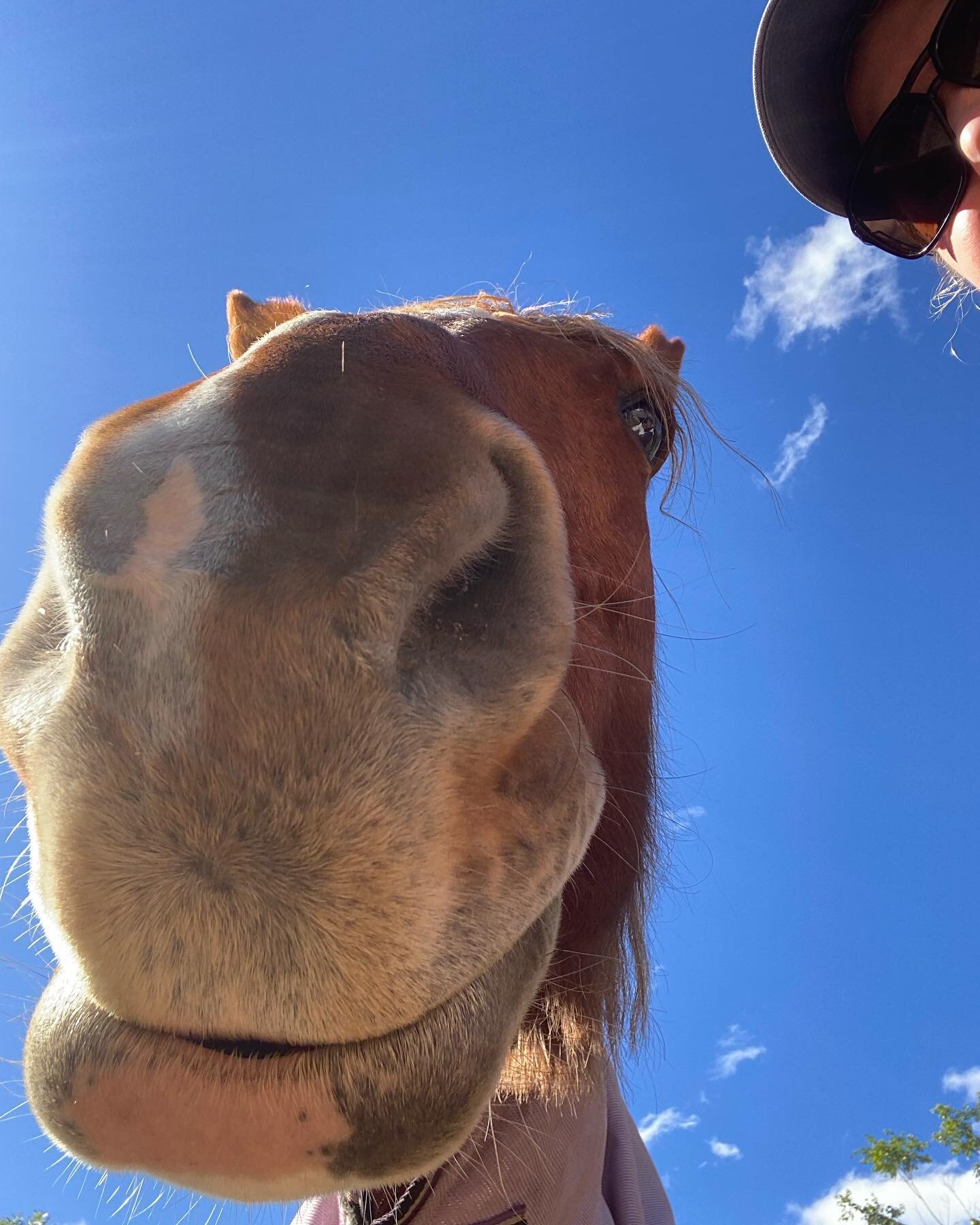 We have added a new practice location in BRISBANE! 

Neisha Cass Counselling now provides Equine Assisted Therapy, Counselling, Expressive Therapies, Sandplay, Art Therapy and Somatic Attachement Focused Psychotherapy at:

Equine Healing Australia
39