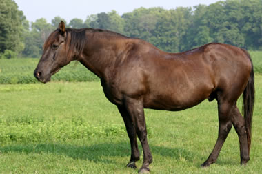 old_horse.jpg