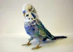 2161-(1)-NamelessWonders BlueBudgerigar.jpg