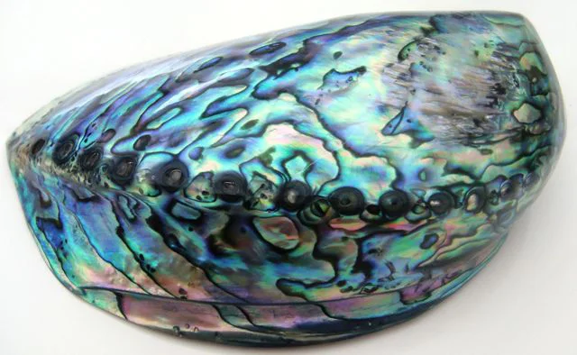 2867-(10)GirlPaua Polished Paua Shell.jpg