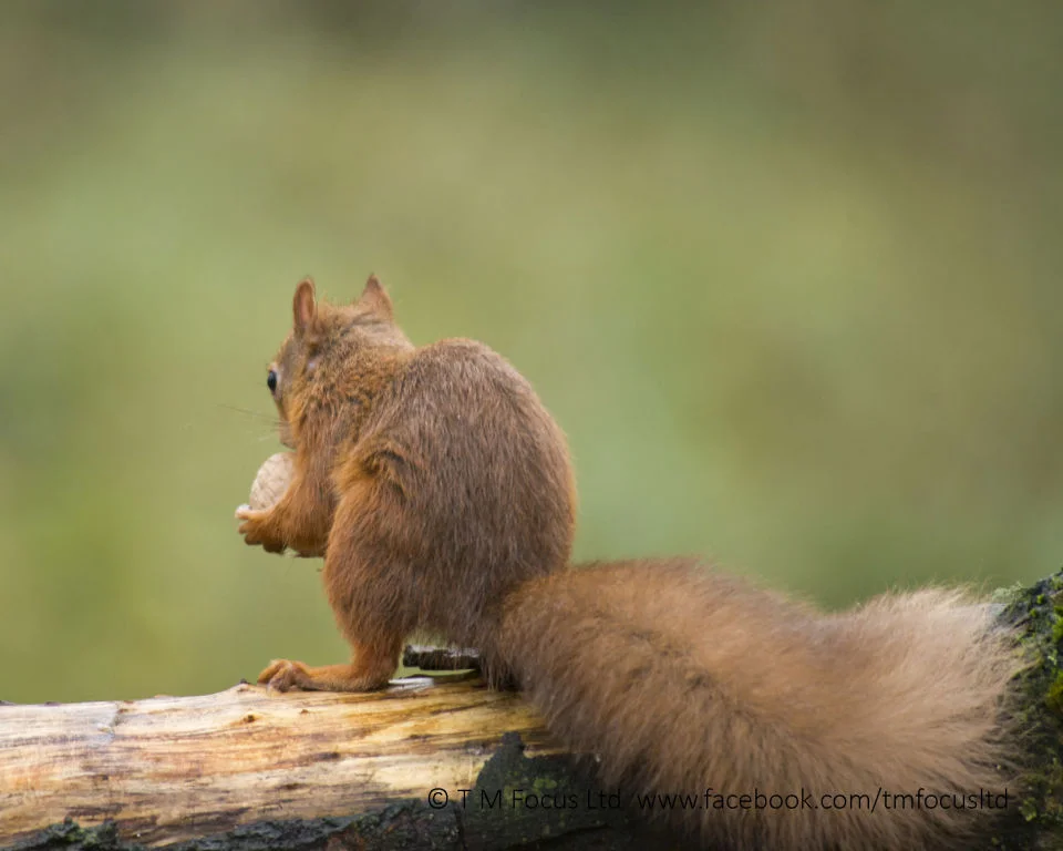 10x8_Red_squirrel_nutleft.jpg