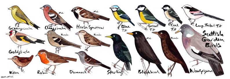 scot-birds-long-11ef3ddf.jpg