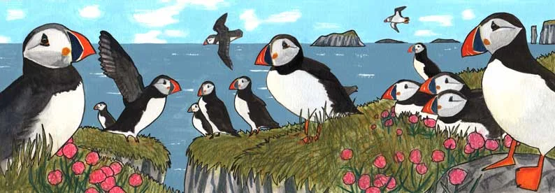 puffin-pana.jpg