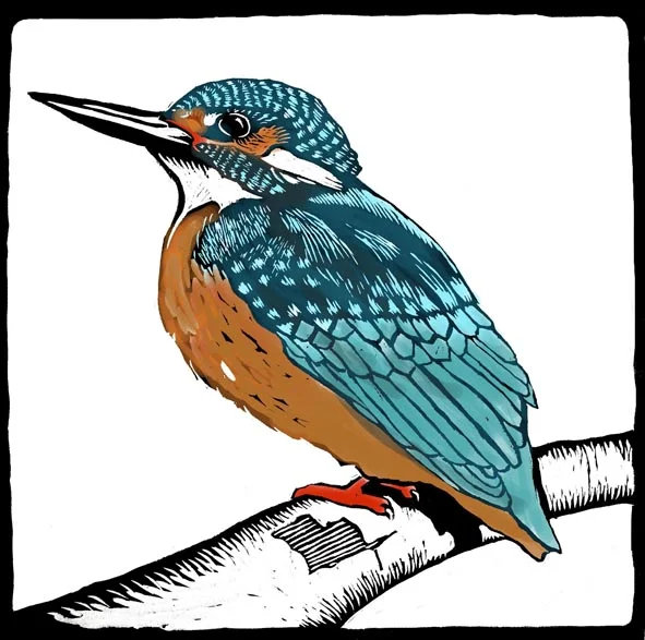 kingfisher.jpg