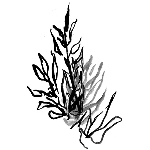 olive thum.jpg