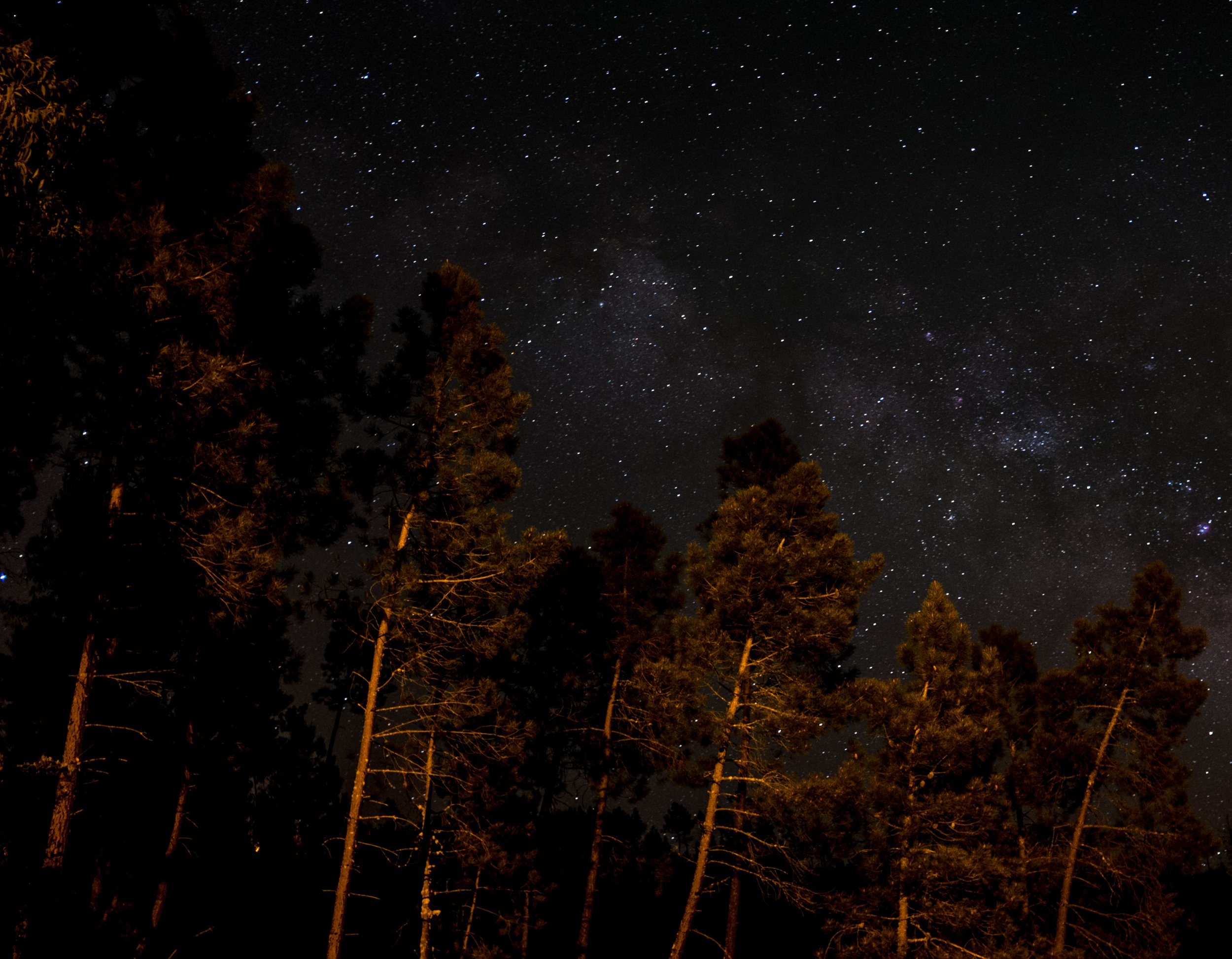 Starry night in the Forest.jpg