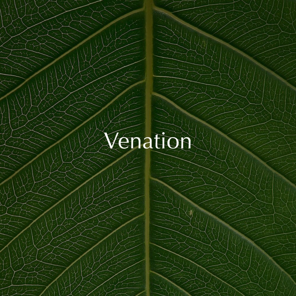 Venation.jpg