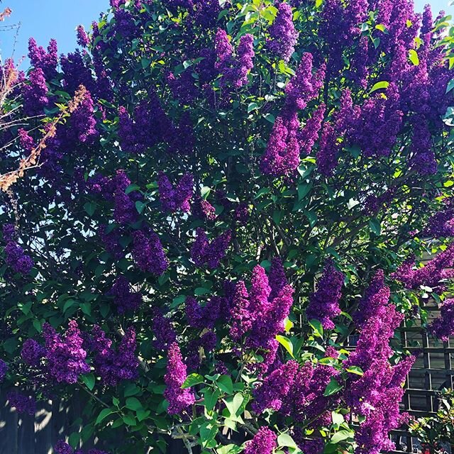Happy Sunday Everyone! Enjoying the garden and really loving this lilac tree. The scent fills the air. #outdoorphotography #exercise #trees #gardening #personaltrainer