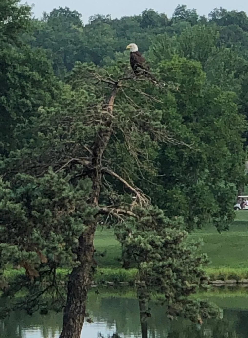 Bald+Eagle+profile.jpg
