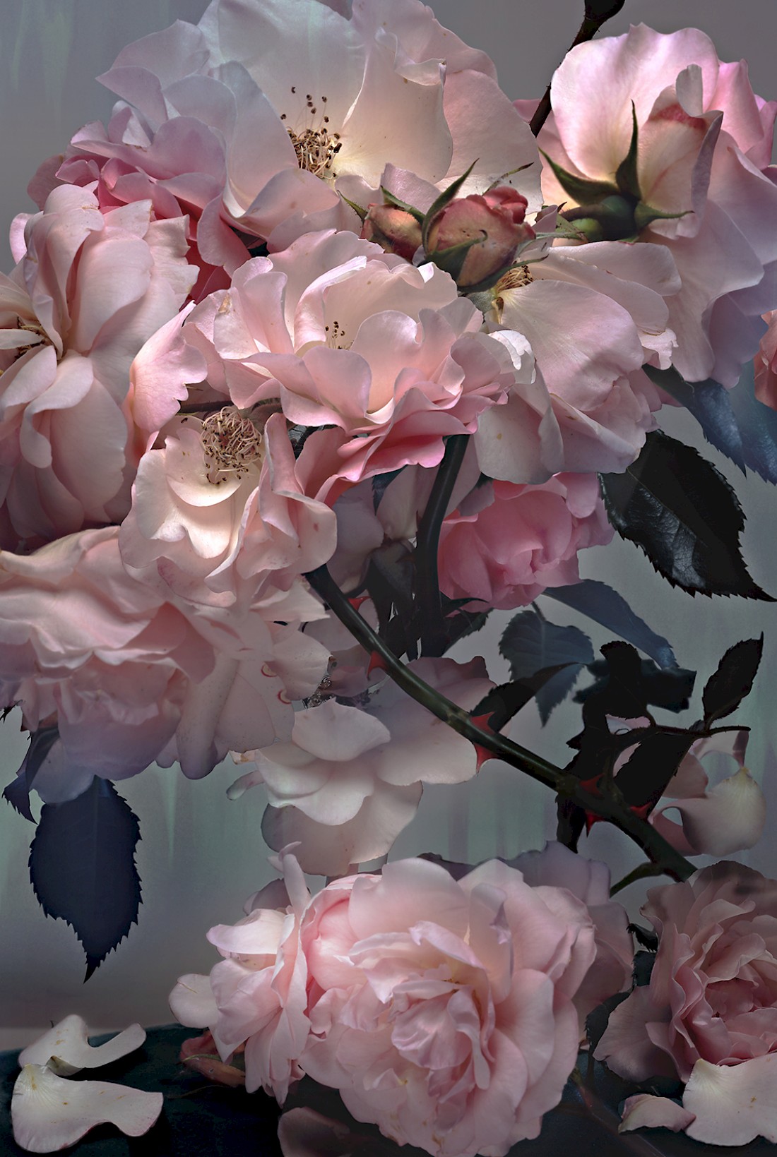 Roses, 2008