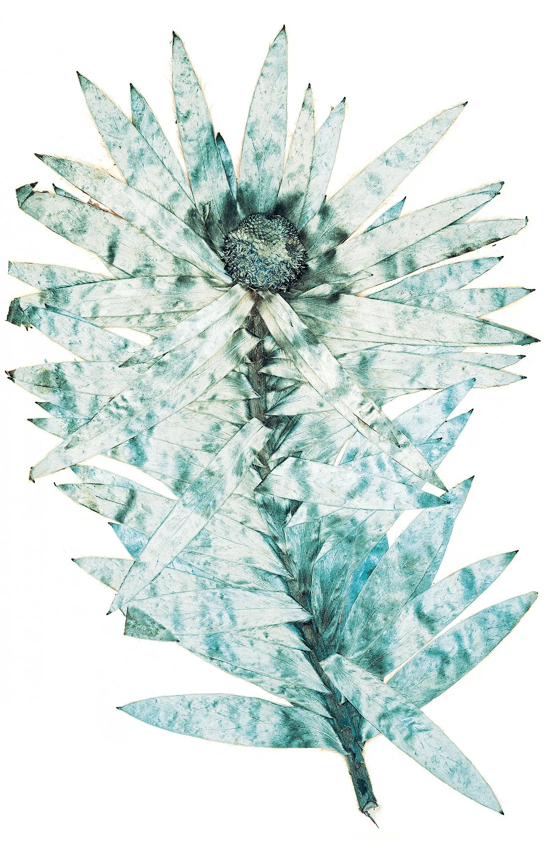 Flora, 1997