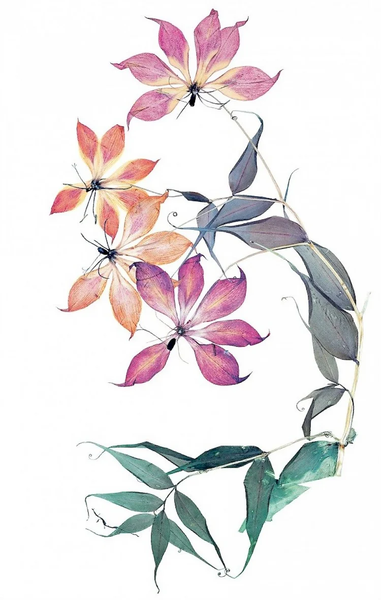 Nick Knight: Flora — Nick Knight