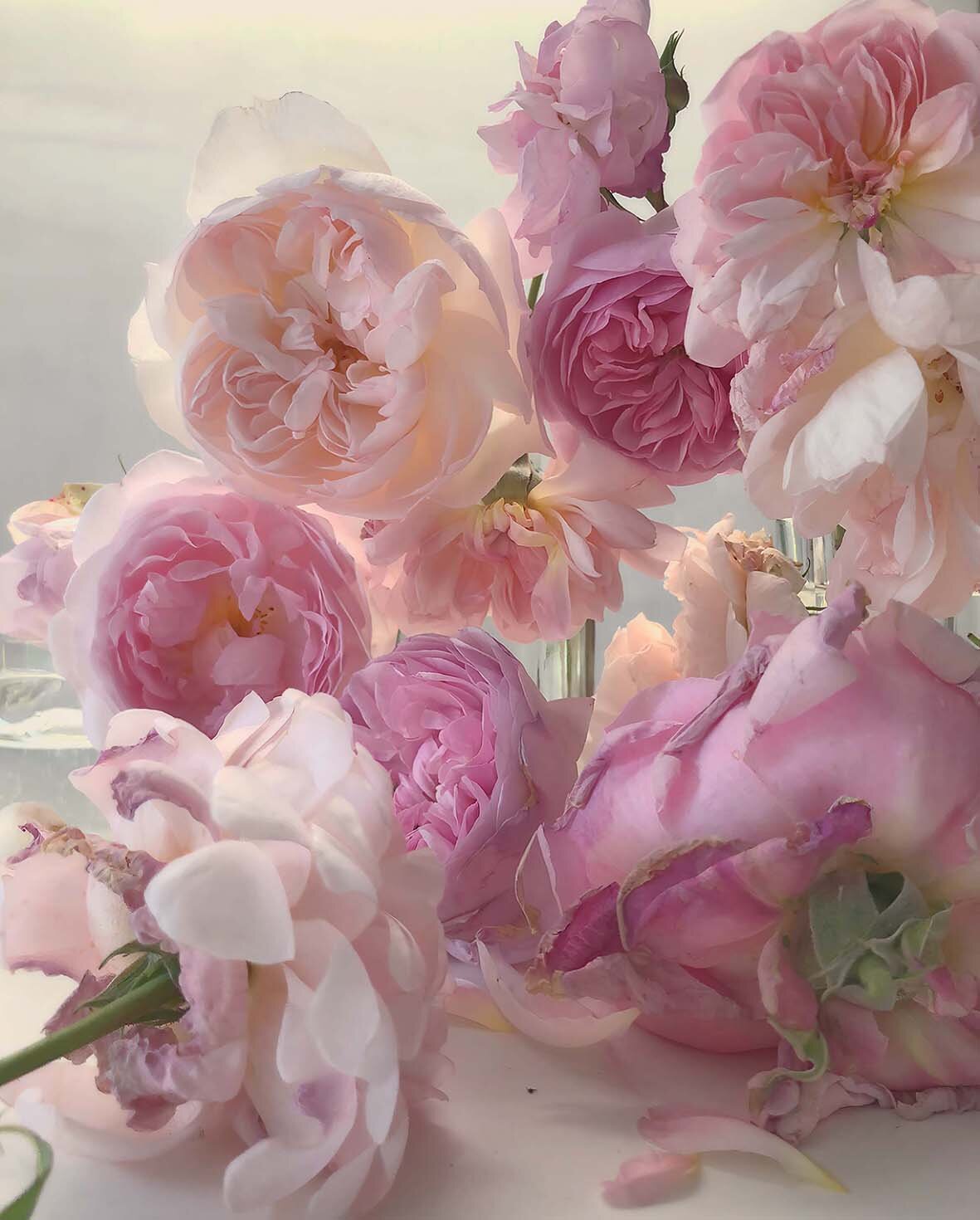 Nick Knight's “Unreal, Surreal” Roses Are Going on Display Nick Knight's “Unreal, Surreal” Roses Are Going on Display