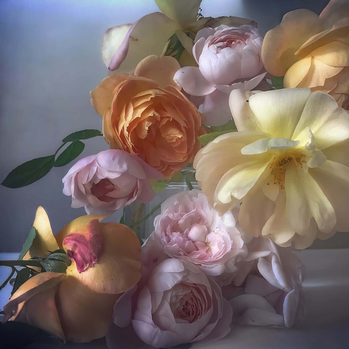 Alexander Fury: Nick Knight’s Unreal, Surreal Images of Roses