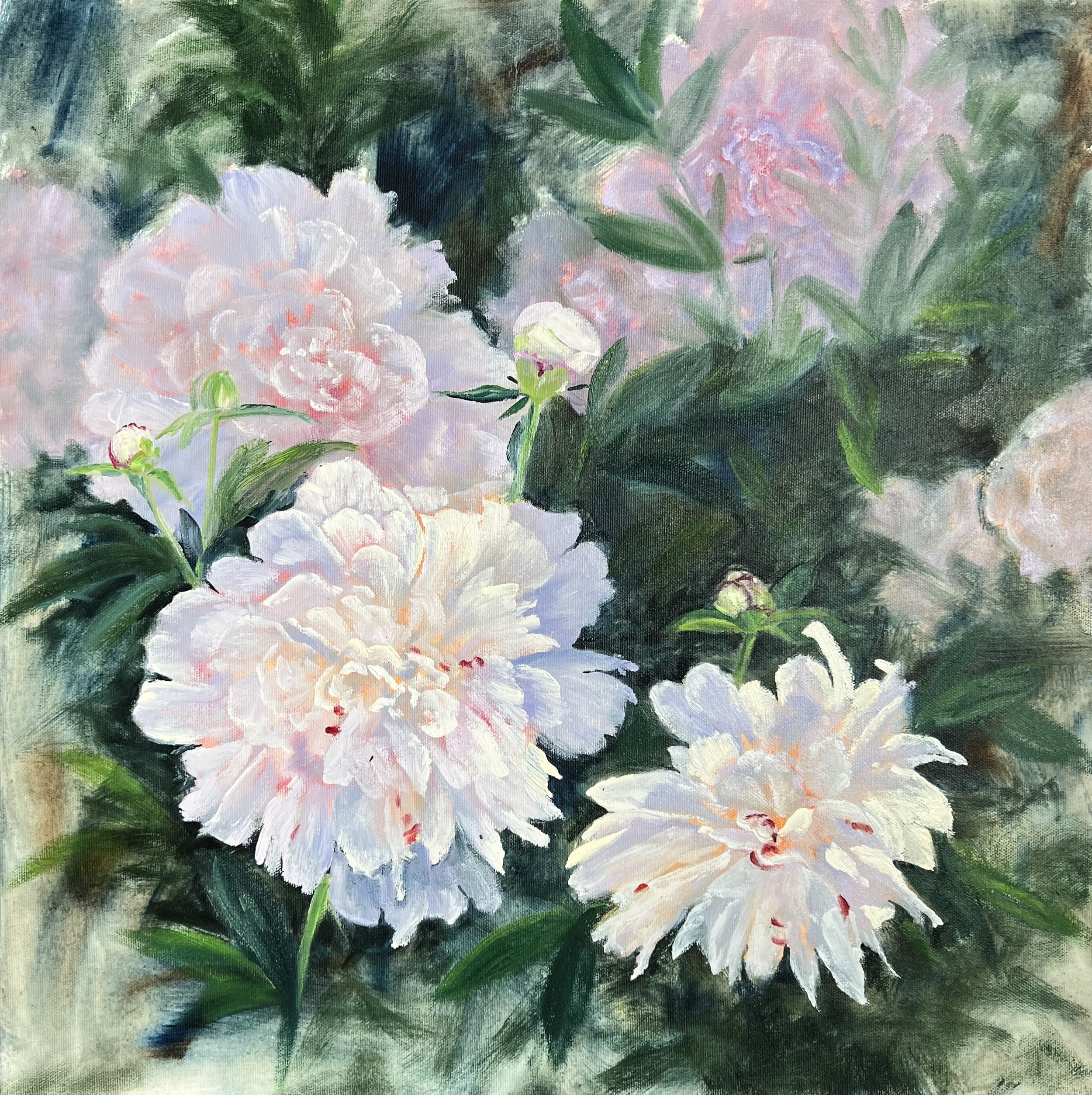 Blooming Peony