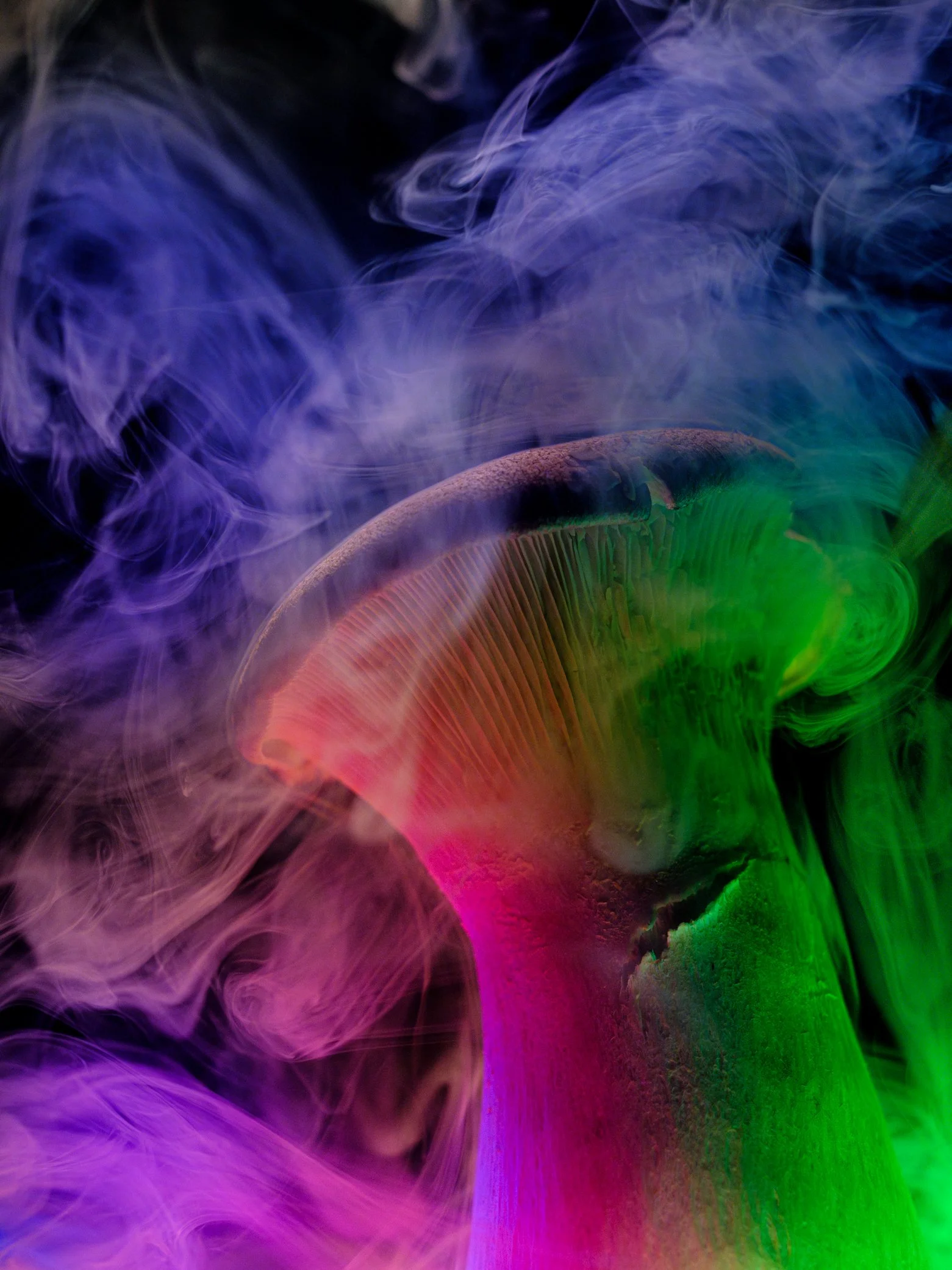 King Oyster Mushroom 1, 2025