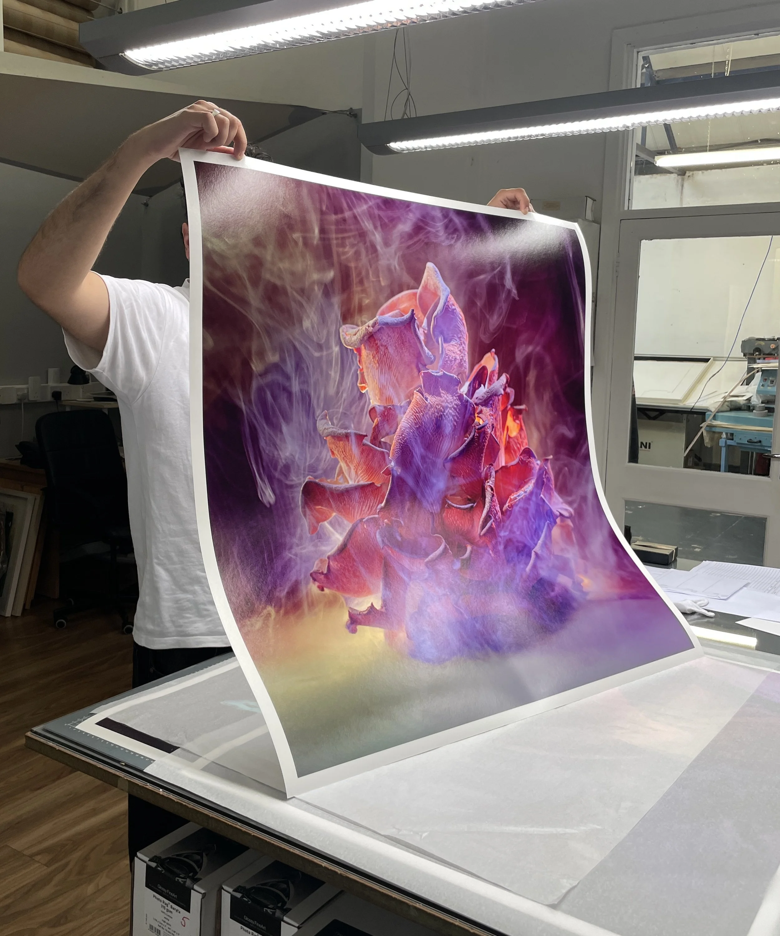 Print of Pink Oyster Mushrooms 4