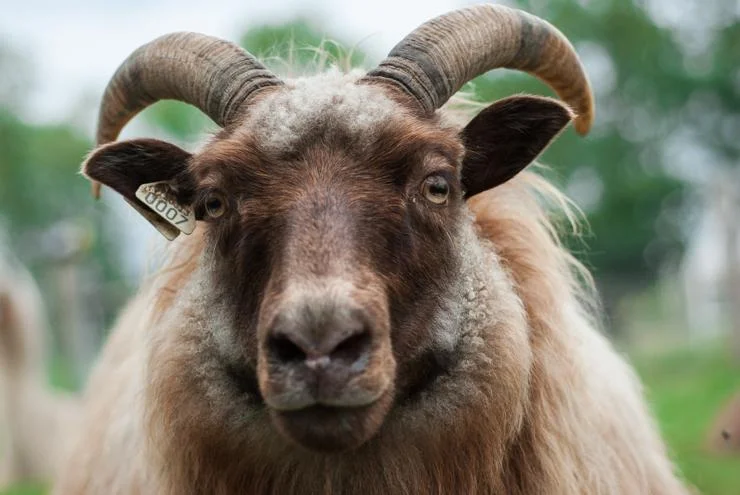 Rue was born on the farm in 2012. Rue's wool is very unique. At birth she was almost orange, and each season her coat changes. Sometimes almost a creamy white, and others nearly moorit. 