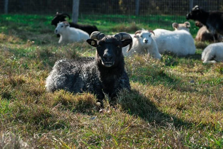 Hera is one of our original ewes. She is a hardy ewe that has brought many healthy lambs to the farm.