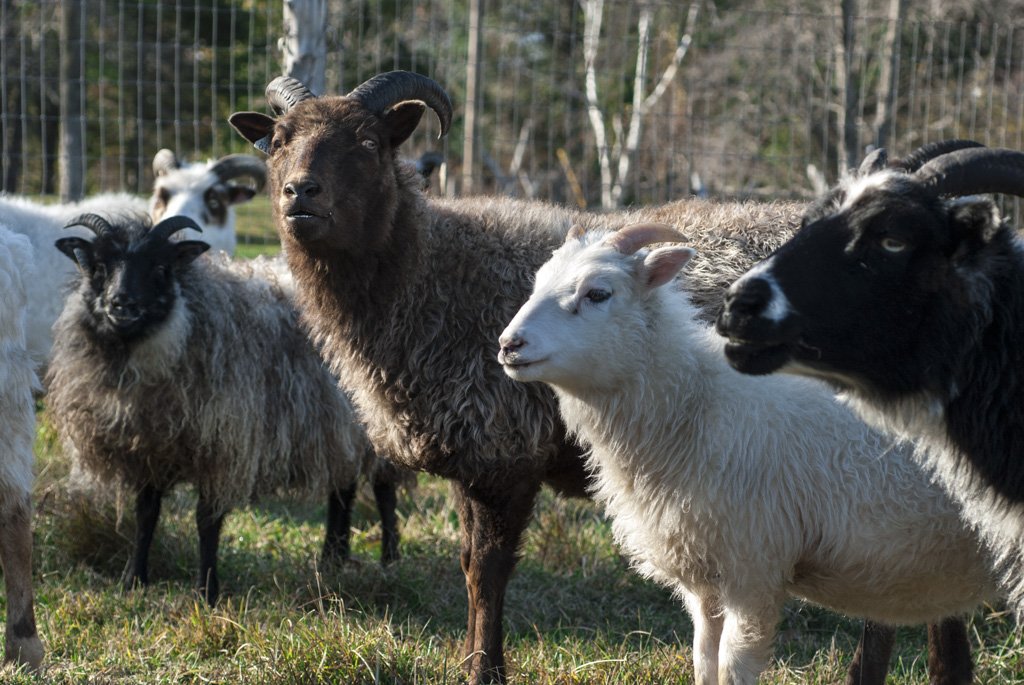 During the winter months, the sheep are given quality 2nd cut hay and their dietary supplements. We shear twice a year, once at the end of grazing season and once right before lambing. 