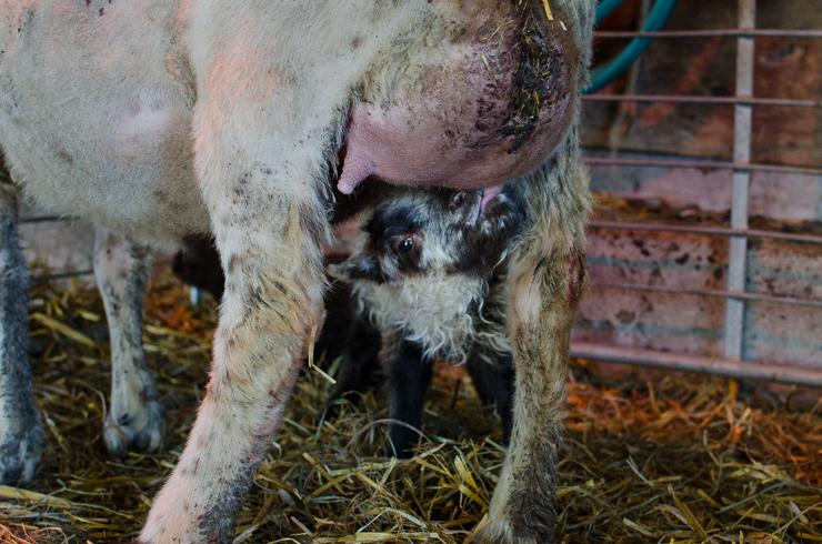 One of Betty's lambs nursing.