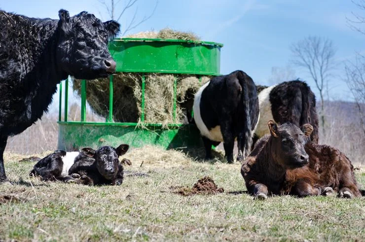 Joey with her new calf on the left. Our first calf this year on the right, who look so much bigger now!