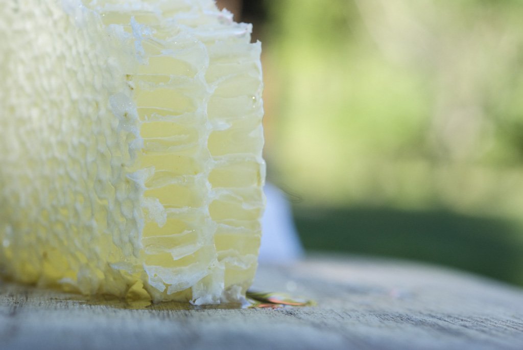 Bees-4.jpg