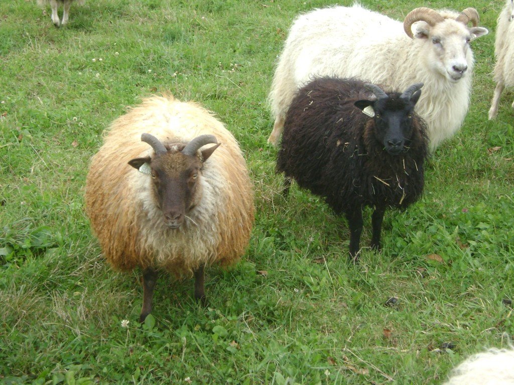 Breeding_Stock.jpg