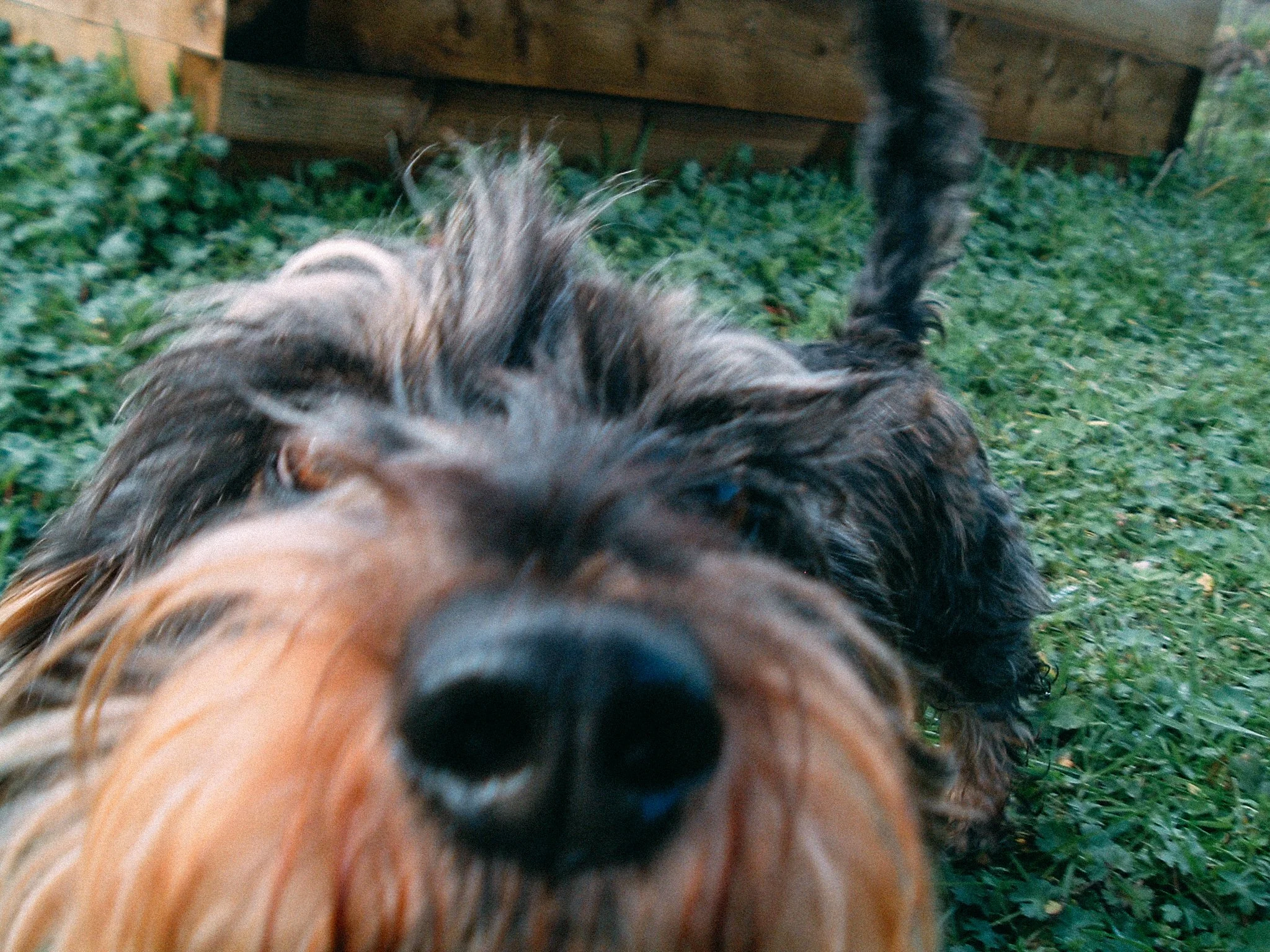 Close-up of a dog with a black nose in the foreground and a scruffy, dark-haired dog in the background on green grass and wooden structure.