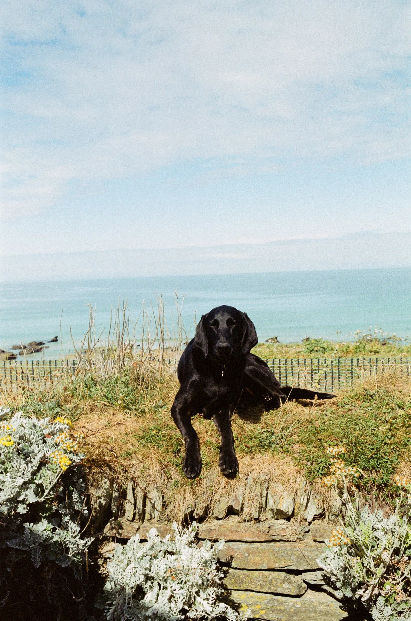 A black Labrador retriever laying on a grassy and rocky area near the coast, with a fence and calm ocean in the background under a partly cloudy sky.
