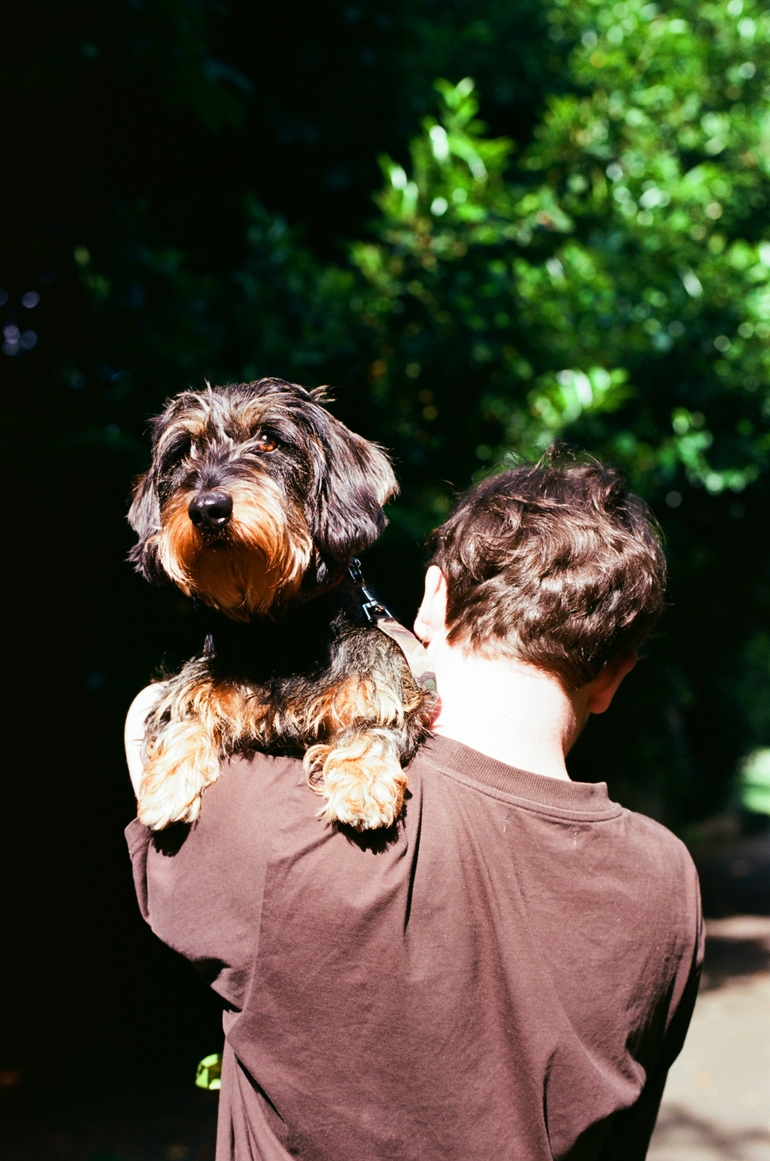 A person holding a small dog on their shoulder outdoors with lush green trees in the background.