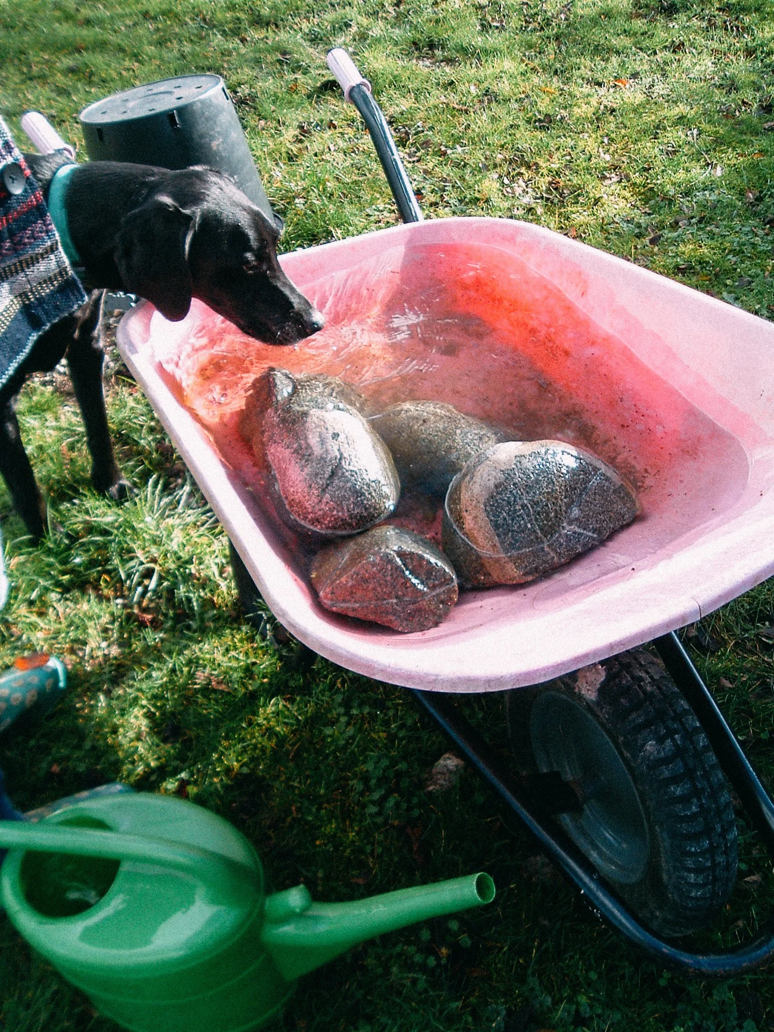 A black dog looking into a pink wheelbarrow filled with large rocks, on grass with a green watering can nearby.