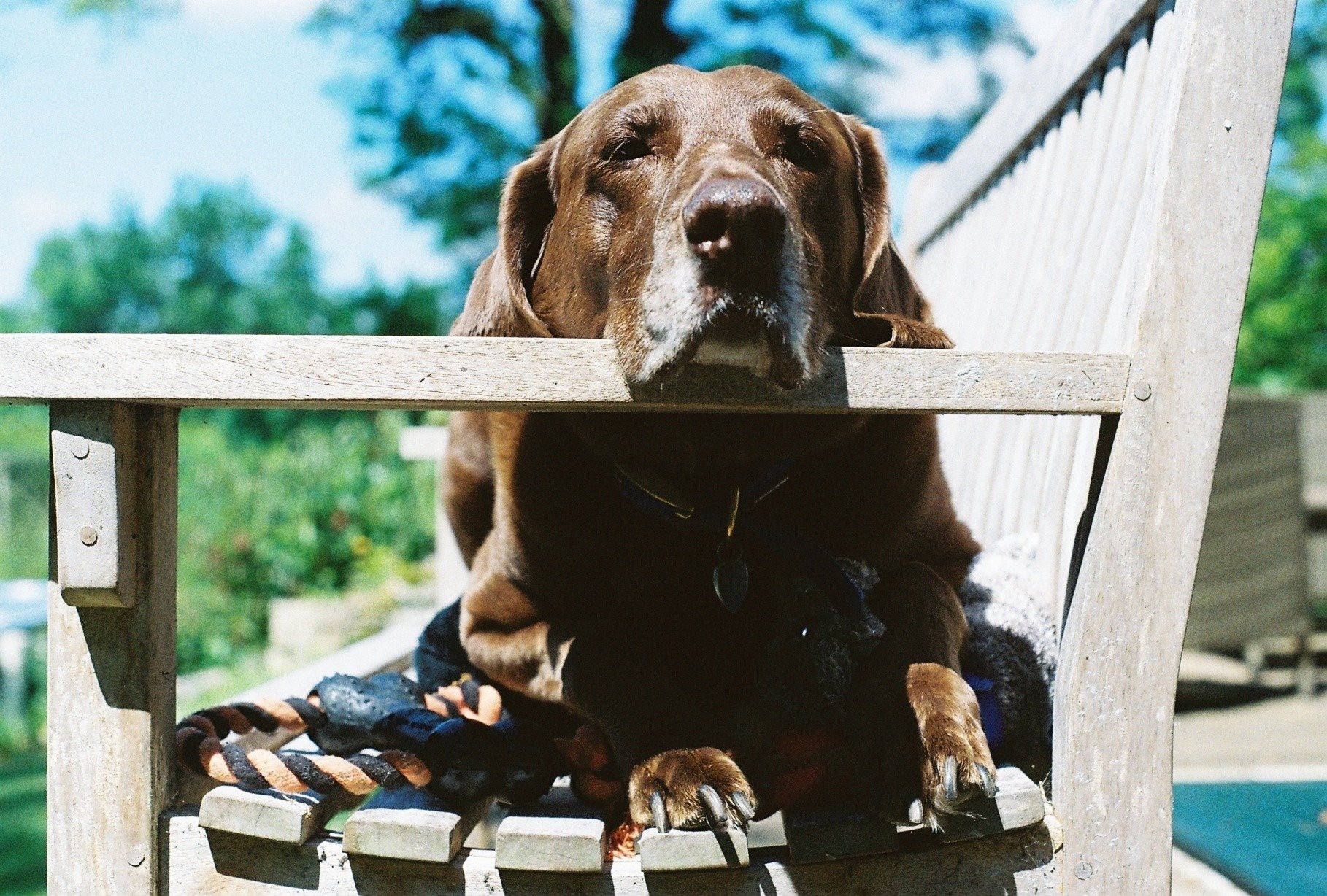 A brown dog with a white snout resting its head on the top of a wooden chair, with only its nose and eyes visible on the chair's top rail, while the rest of its body is underneath the seat on a cushion outside on a sunny day.