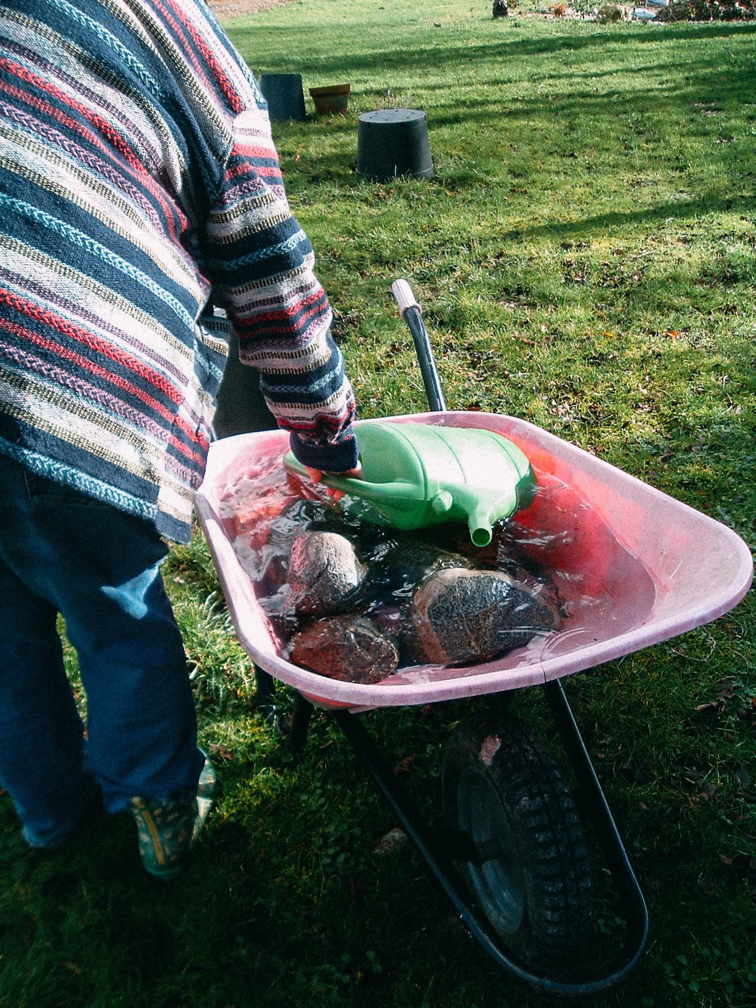 A person wearing a striped sweater is pushing a pink wheelbarrow filled with large rocks and a green watering can across a grassy yard.