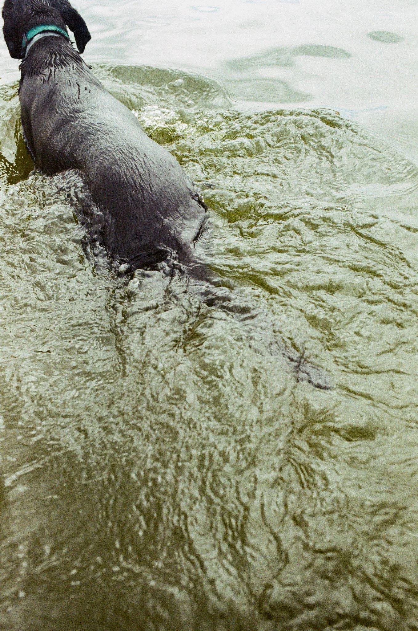 Dog swimming in water.
