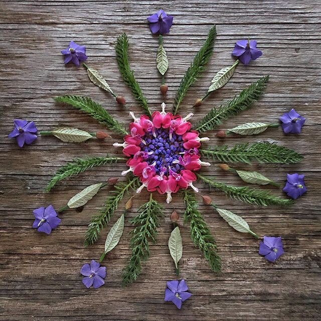 Princess Bleeding Heart Mandala
....Delicate and trustworthy, but she looks like a turtle 🐢. Do you know where her name came from??
💓💓💓💓💓💓
.
#bleedingheart #pink #perennialgarden #littleturtles 
#takearide4corners
#takearidetiverton 
#greeting