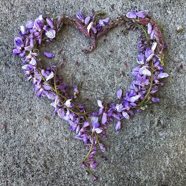 The Wisteria Maiden.
Did you know the Wisteria is a genus of flowering plants in the legume family??? What!!?!yup, native to China, Korea, Japan, and the Eastern United States. Do you have one in your area?
.
.
#wisteria #thewisteriamaiden #hearts #a