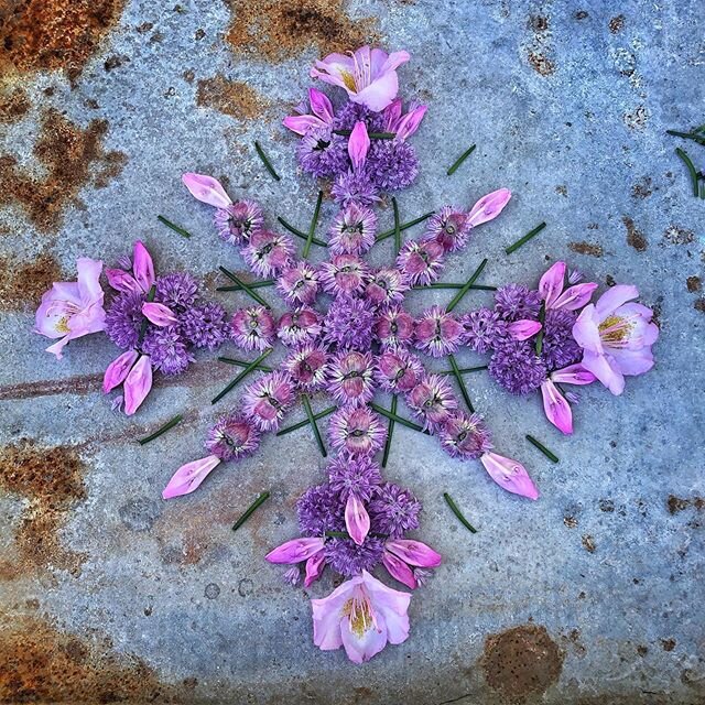 Flower Girl Mandala
💜💜💜💜💜💜
.
.
#fireflymandalas 
#ig_mandalas #mandalasofinstagram
#creativeflorals #sunnyandbright #flowerpower #floralartist #dailyinspiration #getoutthere #groundbeneathyourfeet #shareabundance  #farmlife
#coastalfarms 
#coas