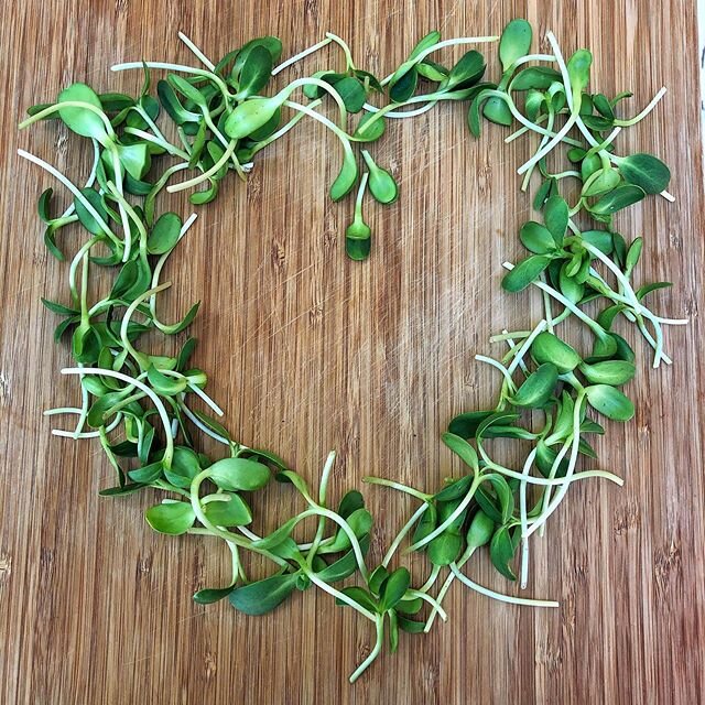 Nutty n&rsquo; Mild Mandala.
🌱🥜
These sunflower shoots aren&rsquo;t only gorgeous, but tasty too. Yup, I ate them all. And you should too. Follow Karin @coastalgreensri for more info and selection. .
.
#girlpower
#greetingcards 
#cards
#womencreati