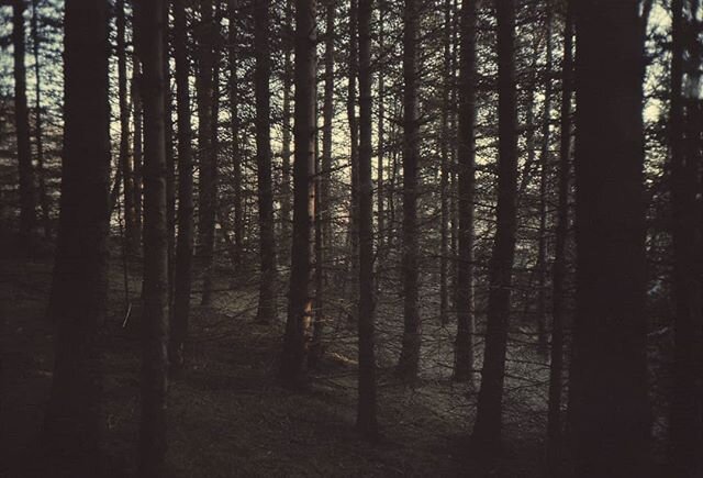 In this magical forest it is said if you sit down and close your eyes, the elves will come to you. 
They are curious beings. .⠀
⠀
⠀
⠀
.⠀
⠀
.⠀
⠀
⠀
⠀
⠀
⠀
⠀
⠀
.⠀
⠀
⠀
⠀
⠀
⠀
⠀
⠀
.⠀
⠀
⠀
⠀
⠀
⠀
⠀
⠀
⠀
⠀
⠀
⠀
⠀
⠀
⠀
⠀
⠀
⠀
⠀
⠀
⠀
⠀

#elves #trees #iceland #iceland