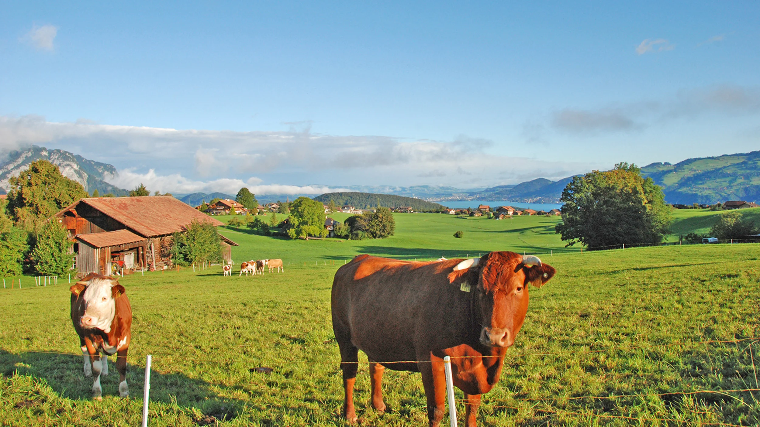 header_hatti_kuehe_16_9.jpg